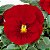 Amor Perfeito Escarlate Crow - Viola tricolor: 15 Sementes - Imagem 1