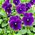 Amor Perfeito Lavanda Crow - Viola tricolor: 15 Sementes - Imagem 2