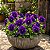 Amor Perfeito Lavanda Crow - Viola tricolor: 15 Sementes - Imagem 1