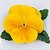 Amor Perfeito Dourado Crow - Viola tricolor: 15 Sementes - Imagem 2