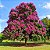 Reseda Gigante - Lagerstroemia speciosa - 10 Sementes - Imagem 2
