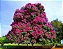 Reseda Gigante - Lagerstroemia speciosa - 10 Sementes - Imagem 2