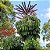 Cheflera - Schefflera actinophylla - 10 Sementes - Imagem 1