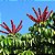 Cheflera - Schefflera actinophylla - 10 Sementes - Imagem 2