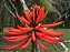 Mulungu do litoral - Erythrina speciosa - 15 Sementes - Imagem 6