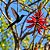 Mulungu do litoral - Erythrina speciosa - 15 Sementes - Imagem 1