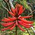 Mulungu do litoral - Erythrina speciosa - 15 Sementes - Imagem 2