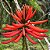 Mulungu do litoral - Erythrina speciosa - 30 Sementes - Imagem 2