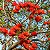 Mulungu do litoral - Erythrina speciosa - 30 Sementes - Imagem 1