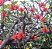 Mulungu do litoral - Erythrina speciosa - 30 Sementes - Imagem 3