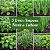 Kit 5 Espécies de Ervas e Temperos Fáceis de Plantar - Imagem 1