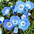 Baby Blue Eyes (Nemophila): 50 Sementes - Imagem 2