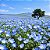 Baby Blue Eyes (Nemophila): 50 Sementes - Imagem 1