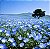 Baby Blue Eyes (Nemophila): 50 Sementes - Imagem 1