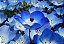Baby Blue Eyes (Nemophila): 100 Sementes - Imagem 3