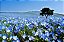 Baby Blue Eyes (Nemophila): 100 Sementes - Imagem 4