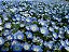 Baby Blue Eyes (Nemophila): 100 Sementes - Imagem 1
