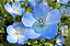 Baby Blue Eyes (Nemophila): 100 Sementes - Imagem 6
