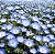 Baby Blue Eyes (Nemophila): 100 Sementes - Imagem 1