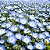 Baby Blue Eyes (Nemophila): 100 Sementes - Imagem 1