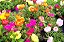 Portulaca Dobrada Sortida - Portulaca grandiflora - 500 Sementes - Imagem 8