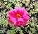 Portulaca Dobrada Sortida - Portulaca grandiflora - 500 Sementes - Imagem 4