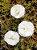 Portulaca Dobrada Sortida - Portulaca grandiflora - 500 Sementes - Imagem 5