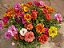 Portulaca Dobrada Sortida - Portulaca grandiflora - 500 Sementes - Imagem 3