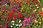 Portulaca Dobrada Sortida - Portulaca grandiflora - 500 Sementes - Imagem 6