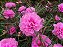 Portulaca Dobrada Sortida - Portulaca grandiflora - 500 Sementes - Imagem 7