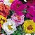 Portulaca Dobrada Sortida - Portulaca grandiflora - 500 Sementes - Imagem 2