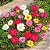 Portulaca Dobrada Sortida - Portulaca grandiflora - 500 Sementes - Imagem 1