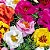 Portulaca Dobrada Sortida - Portulaca grandiflora - 500 Sementes - Imagem 2