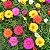 Portulaca Dobrada Sortida - Portulaca grandiflora - 2000 Sementes - Imagem 4