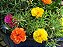 Portulaca Dobrada Sortida - Portulaca grandiflora - 2000 Sementes - Imagem 6