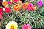 Portulaca Dobrada Sortida - Portulaca grandiflora - 2000 Sementes - Imagem 5
