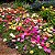 Portulaca Dobrada Sortida - Portulaca grandiflora - 2000 Sementes - Imagem 1