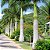 Palmeira Imperial - Roystonea Régia - 30 Sementes - Imagem 2