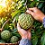 Pinha - Fruta-do-Conde ou Ata (Annona squamosa, L.) - 5 Sementes - Imagem 1