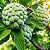 Pinha - Fruta-do-Conde ou Ata (Annona squamosa, L.) - 5 Sementes - Imagem 2