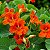 Capuchinha Anã Tango -Tropaeolum majus: 10 Sementes - Imagem 1