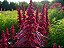 Amaranto Asteca - Amaranthus cruentus - 500 Sementes - Imagem 5