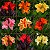 Cana da Índia - Canna Indica Sortida - 5 Sementes - Imagem 1