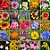 100 Kits de Flores Sortidas Embalagem Personalizável Para Lembrancinha - Imagem 3