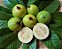 Goiaba Branca Psidium guajava: 50 Sementes - Imagem 2