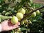 Goiaba Branca Psidium guajava: 50 Sementes - Imagem 3