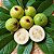 Goiaba Branca Psidium guajava: 50 Sementes - Imagem 2