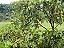 Goiaba Branca Psidium guajava: 50 Sementes - Imagem 5