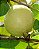 Goiaba Branca Psidium guajava: 100 Sementes - Imagem 5