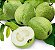 Goiaba Branca Psidium guajava: 100 Sementes - Imagem 10